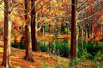 FOREST POND, trees, nature, forest, pond HD wallpaper