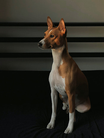 Basenji dog, Non-barking breed, Unique trait, Gosbi dog food HD phone wallpaper
