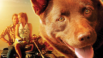 Red Dog movie, Australian outback, Unbreakable bond, -spirited dog HD wallpaper