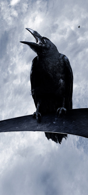 Animal, Raven, Bird, Wildlife HD phone wallpaper