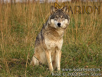 marion sitting in the meadow, meadows, marion, wolves, sitting HD wallpaper