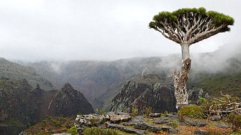 Yemen, Controversial travel, Impact of pandemic, Public outcry HD wallpaper