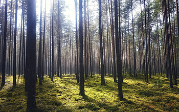Forest in Latvia, trees, Latvia, forest, moss HD wallpaper