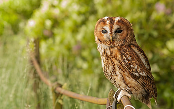 Animals, Birds, Owl HD wallpaper