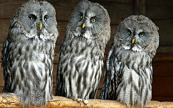 Animals, Birds, Owl, Predators, Three HD wallpaper