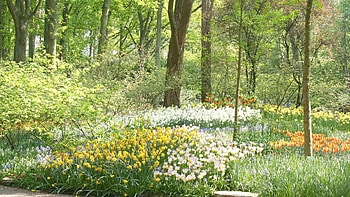 Nature, Flowers, Trees, Grass, Field HD wallpaper