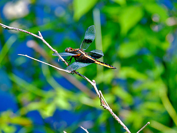 Dragonfly Along The River, graphy, Dragonfly, Twig, River HD wallpaper