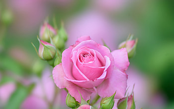 Pink Rose, Flower, Pink, Petals, Rose HD wallpaper