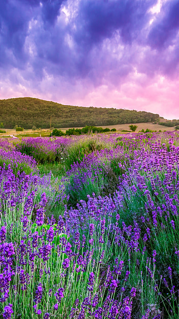 Lavender field, Sky and mountain HD phone wallpaper