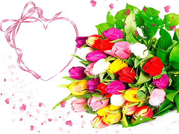 ♡•✿•♡, colorful, bouquet, , tulips, background, pink, love, , flowers, heart HD wallpaper