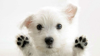 Dog, stylish dog, trendy pet, fashionable HD wallpaper