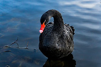 Black Swan, Ultra , Background , 6000x4000 HD wallpaper