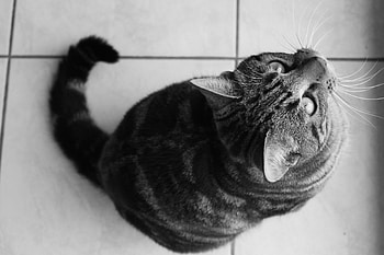 Curious Cat, cat, animals, black and white HD wallpaper