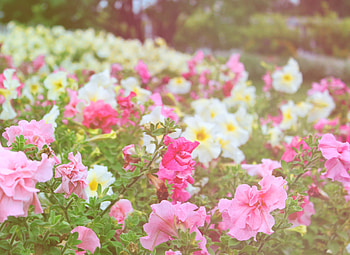 Nature, Flowers, Greens, Field, Different HD wallpaper