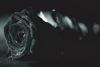 Artistic monochrome of a rose with dew droplets, evoking elegance and mystery. HD wallpaper
