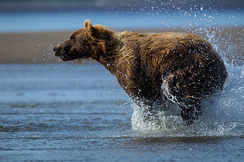 Animals, Water, Wet, Bear, Run Away, Run HD wallpaper