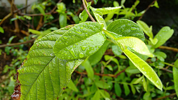 Nature, Leaves, Drops, Branches, Dew HD wallpaper