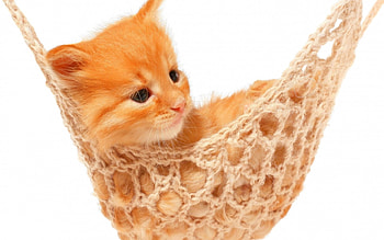Kitten in a hammock, sweet, animal, kitten, white, cat, hammock, orange, ginger HD wallpaper