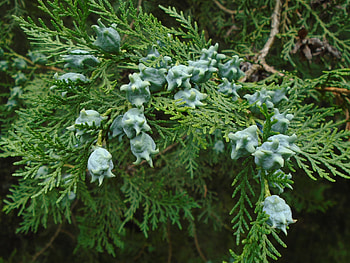 Leafy branches, Green herb, Vibrant flora, Spruce and shrub HD wallpaper