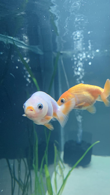 Gold Fish, Ranchu variety, Lionhead ranchu, Majestic goldfish HD phone wallpaper