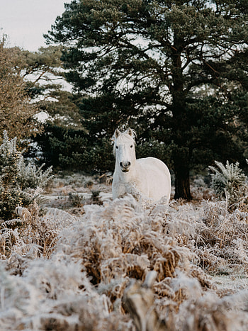 Animals, Animal, Horse HD phone wallpaper