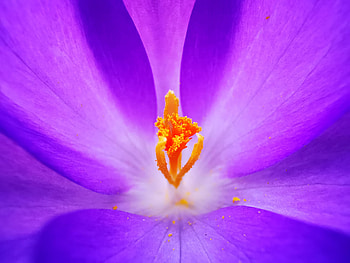Crocus, pollen, close up HD wallpaper