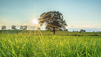 Tree, Sunrays, Grass, Field, Landscape, Fence, Slope, Greenery, Blue, Sky Nature HD wallpaper
