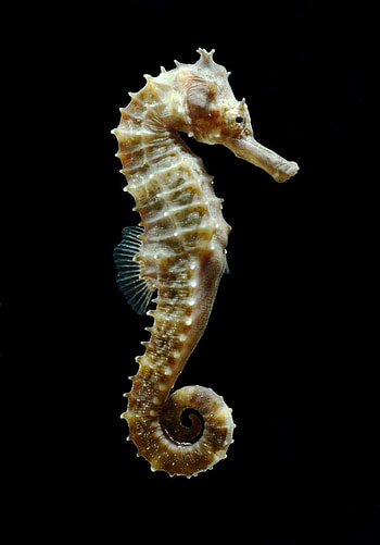 seahorse , Stunning marine beauty, Tropical sea creature, Oceanic marvels HD phone wallpaper