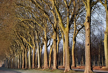 Chateau de Vaux le Vicomte, trees, row, road, tall HD wallpaper
