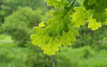 Oak leaf patterns, Nature's artwork, Delicate designs, Leaf backgrounds HD wallpaper