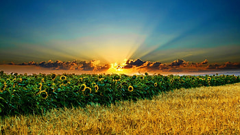 Landscape, Fields HD wallpaper
