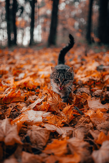 Animals, Cat, Pet, Protruding Tongue, Tongue Stuck Out, Foliage, Dry HD phone wallpaper