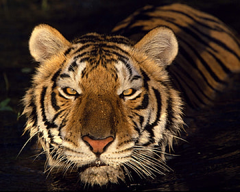 Tiger, eyes, head, black, big cat HD wallpaper