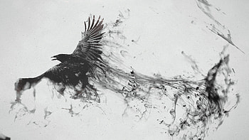 Raven Bird Art, raven, bird, artist, art, digital-art HD wallpaper