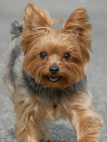 Yorkshire Terrier, Cute small breed, Adorable pet, Terrier dog HD phone wallpaper