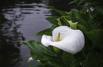 Calla Lily, background, Nature's allure, Floral masterpiece HD wallpaper