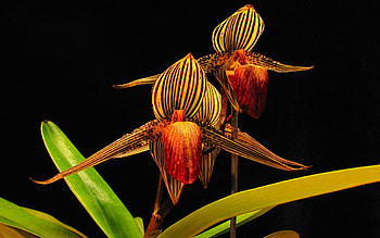 Plants, Flowers HD wallpaper