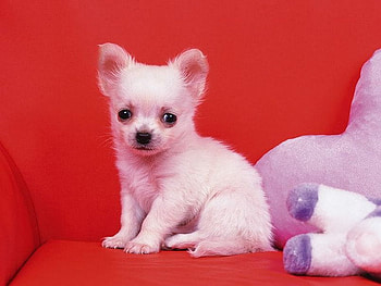 Sweet white puppy, dog, puppy, white, little HD wallpaper