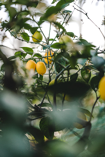 Nature, Leaves, Plant, Lemon, Fruit, Fetus HD phone wallpaper