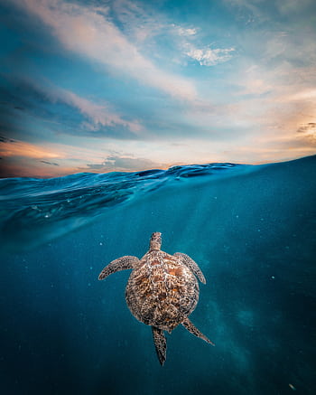 A stunning sea turtle swims under turquoise waters in Indonesia's ocean. HD phone wallpaper