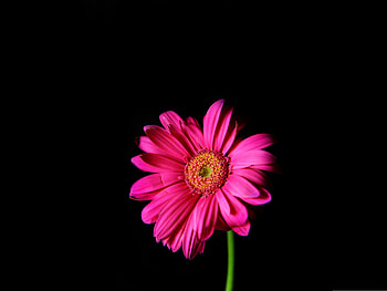 Gerbera daisy , Floral bliss, Computer , Nature's charm HD wallpaper