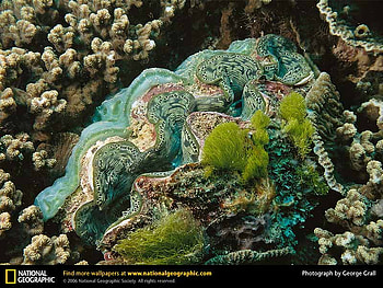 Giant Clam, clams, animals HD wallpaper