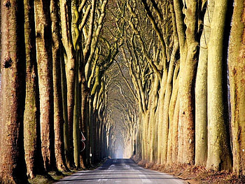 Road of Trees, trees, rows, road, tall HD wallpaper
