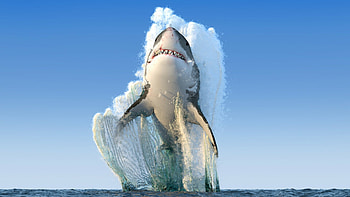 Great white shark , High-definition , Stunning sea creature, Close-up portrait HD wallpaper