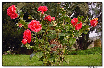 Ladies in Red, art , roses, red, garden, beautiful HD wallpaper
