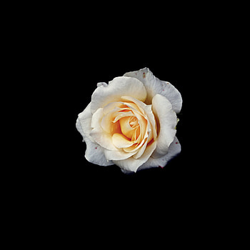 Yellow rose, minimal, portrait HD phone wallpaper