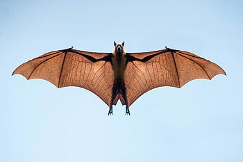 Flying bat, Hot sale, Impressive flight, Airborne acrobat HD wallpaper