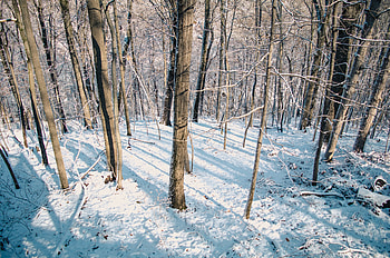 Cozy spot, graphy, snow, , trees, nature, forest, winter, white, beauty, shadows HD wallpaper