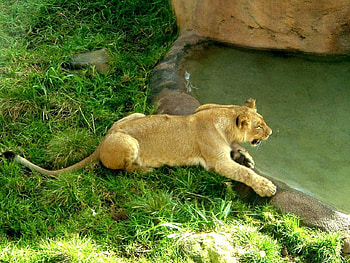 Lioness, animal HD wallpaper