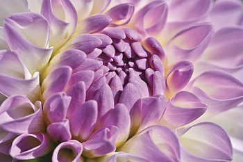 Dahlia flower, pink-white, close up HD wallpaper